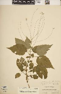 Image of Circaea × intermedia