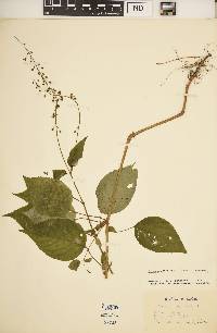 Circaea canadensis image