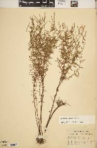 Epilobium leptophyllum image