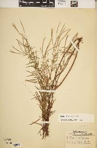 Epilobium leptophyllum image