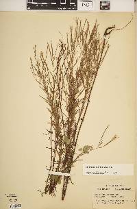 Epilobium leptophyllum image