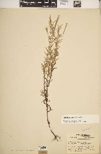 Epilobium leptophyllum image