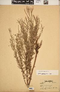 Epilobium leptophyllum image