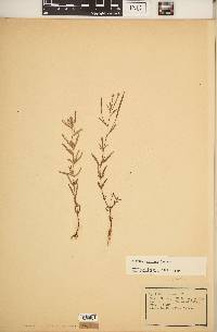 Epilobium leptophyllum image