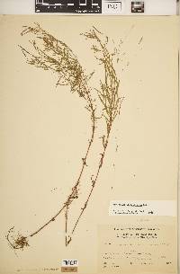 Epilobium leptophyllum image