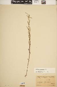 Epilobium leptophyllum image