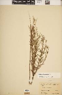 Epilobium leptophyllum image