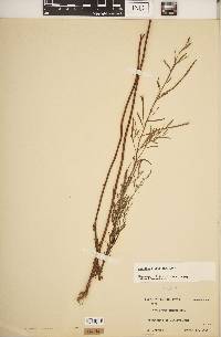 Epilobium leptophyllum image