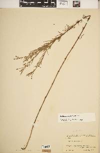 Epilobium leptophyllum image