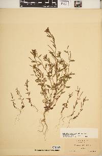 Epilobium minutum image