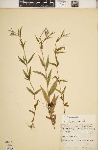 Epilobium palustre image