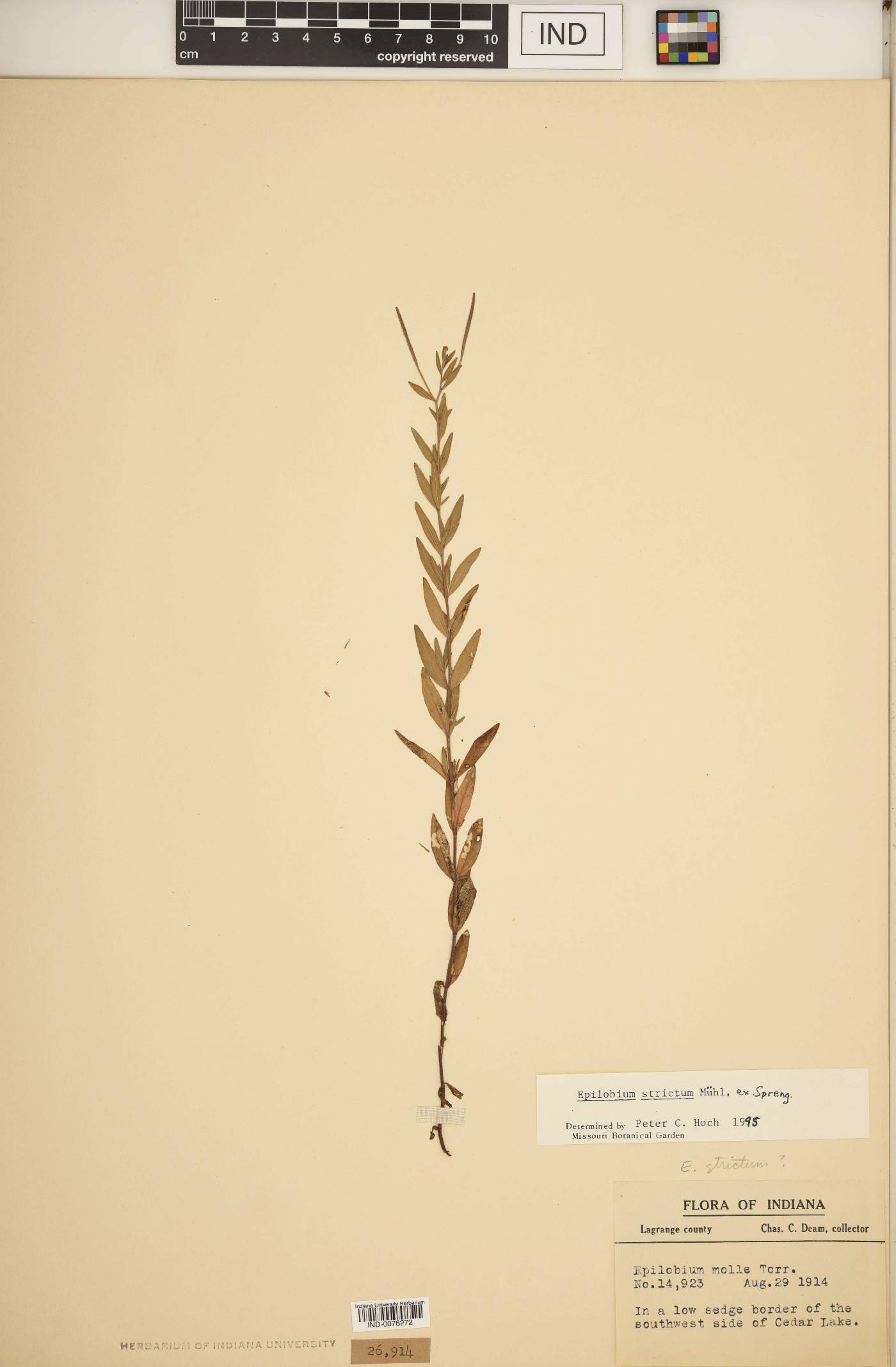 Epilobium strictum image