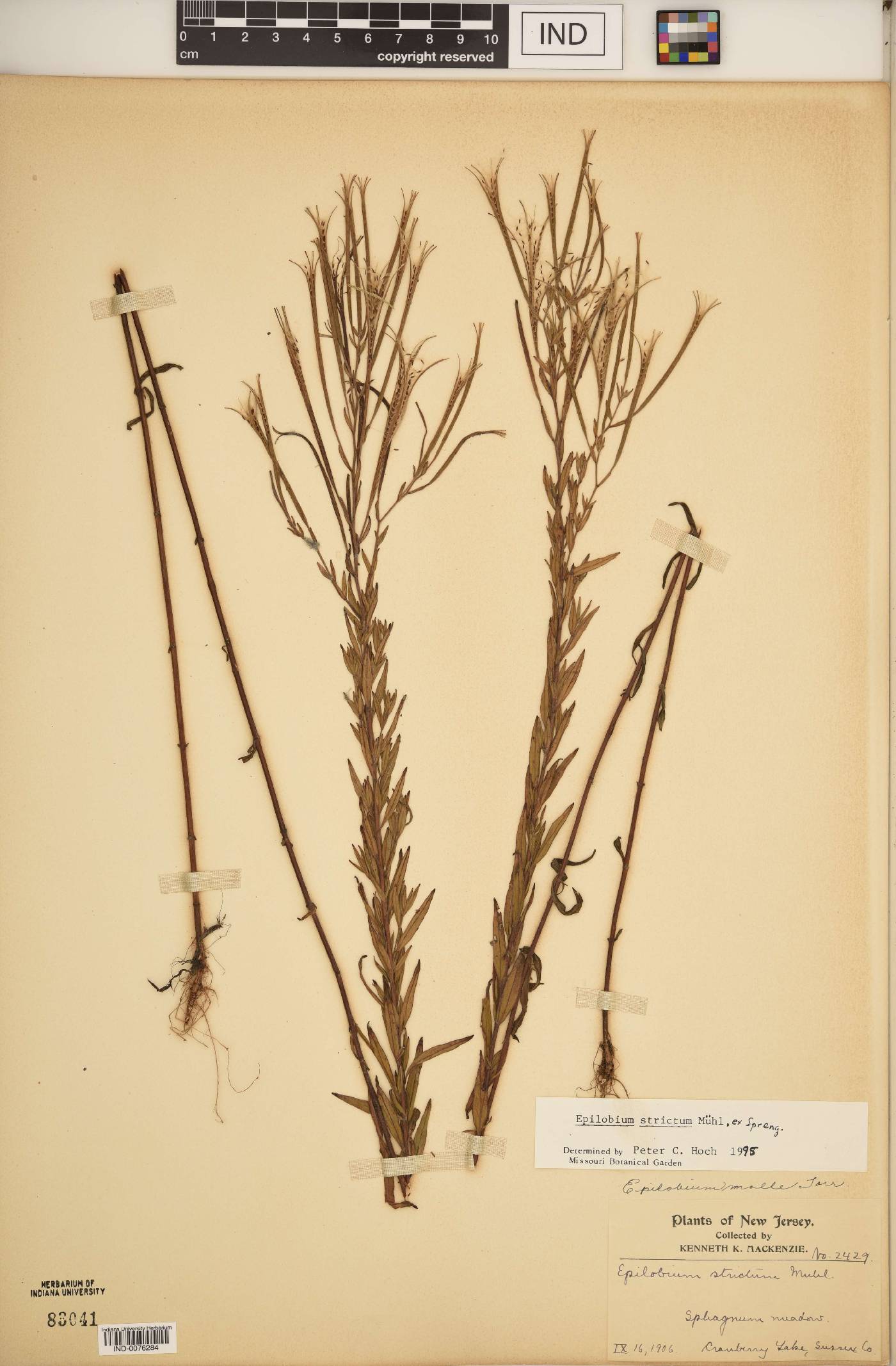 Epilobium strictum image