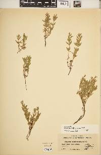 Epilobium suffruticosum image
