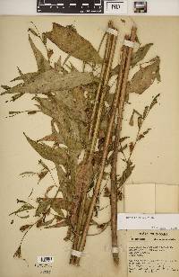 Ludwigia decurrens image