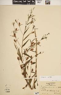 Ludwigia decurrens image