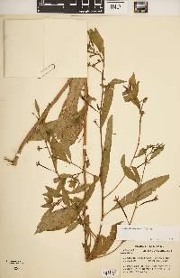 Ludwigia decurrens image