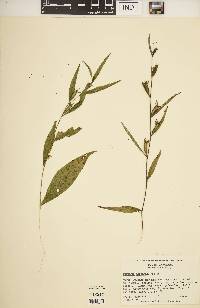 Ludwigia decurrens image