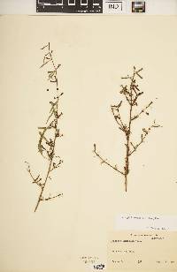 Ludwigia hyssopifolia image