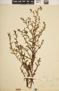 Ludwigia lanceolata image