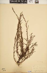 Ludwigia linearis image