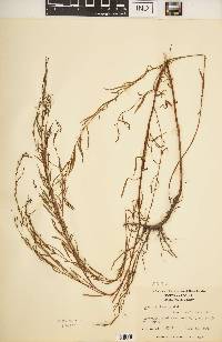 Ludwigia linearis image