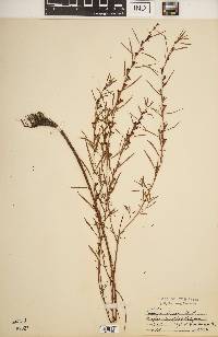 Ludwigia linearis image