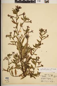 Ludwigia octovalvis image