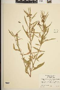 Ludwigia octovalvis image