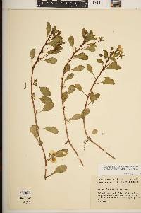 Ludwigia peploides subsp. glabrescens image