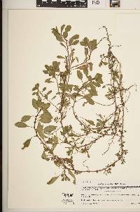 Ludwigia peploides subsp. glabrescens image