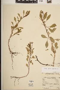 Ludwigia peploides image