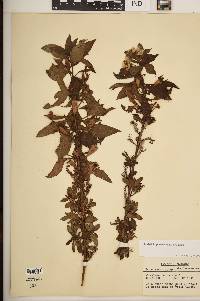 Ludwigia peruviana image