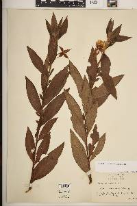 Ludwigia peruviana image