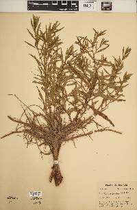 Ludwigia polycarpa image