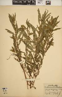 Ludwigia polycarpa image