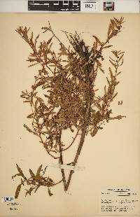 Ludwigia polycarpa image