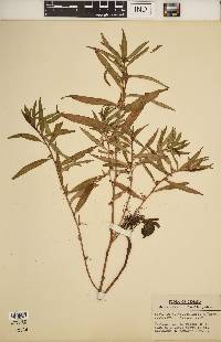 Ludwigia polycarpa image