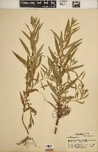 Ludwigia polycarpa image