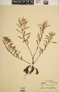 Ludwigia polycarpa image