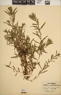 Ludwigia polycarpa image