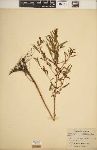 Ludwigia polycarpa image