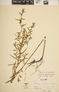 Ludwigia sphaerocarpa image