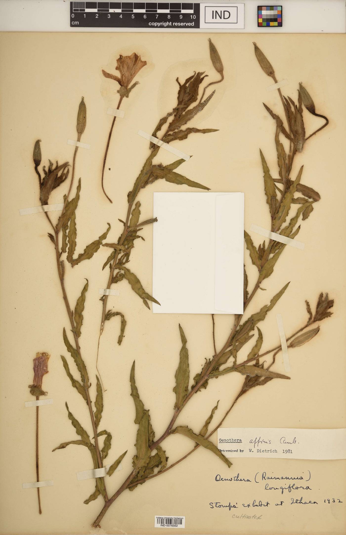 Oenothera affinis image