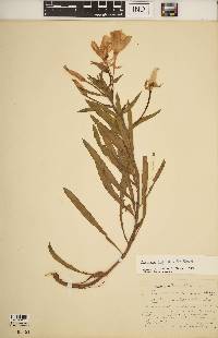 Oenothera argillicola image