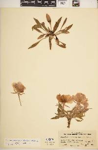 Oenothera cespitosa var. cespitosa image