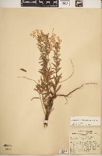 Oenothera clelandii image