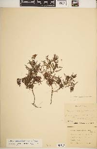 Oenothera coronopifolia image