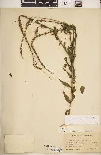 Oenothera curtiflora image