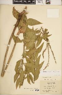 Oenothera curtiflora image